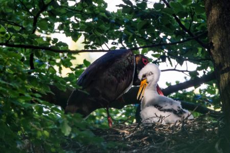 Schwarzstorch mit Jungvogel © NZO 2016
